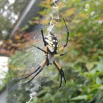 Golden Garden Spider