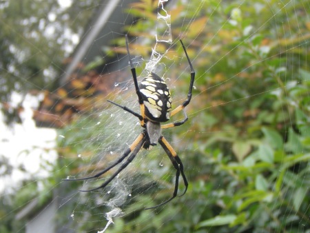 Golden Garden Spider