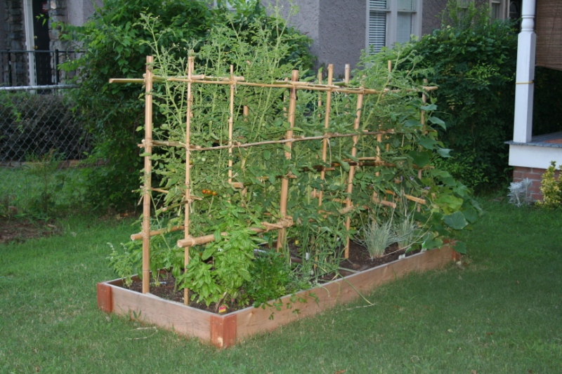 Raised Bed Garden Starting To Produce Unknown Dog