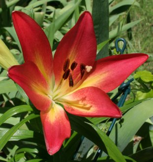 asiatic lily