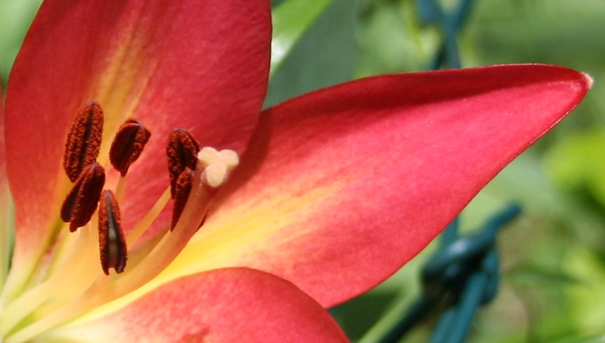 http://www.bturnip.com/weblog/wp-images/bturnip/asiatic_lily_detail01.jpg