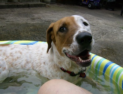 molly dog